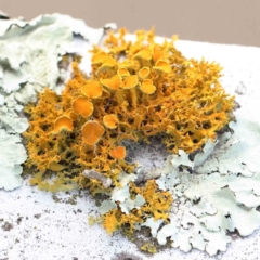 Teloschistes sp. (genus) (A lichen) at Sullivans Creek, Turner - 8 Apr 2023 by ConBoekel