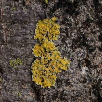 Xanthoria sp. (A lichen) at Sullivans Creek, Turner - 8 Apr 2023 by ConBoekel