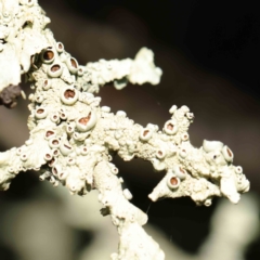 Unverified Lichen, Moss or other Bryophyte at Turner, ACT - 8 Apr 2023 by ConBoekel