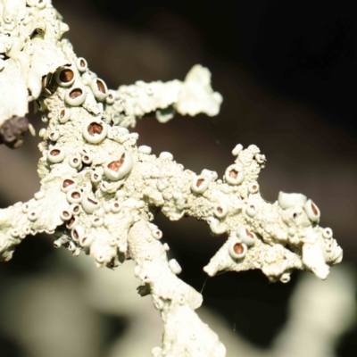 Unverified Lichen, Moss or other Bryophyte at Turner, ACT - 8 Apr 2023 by ConBoekel