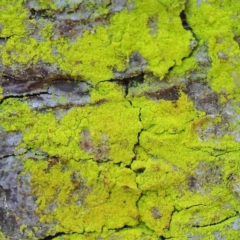 Chrysothrix sp. (genus) (A gold dust lichen) at Sullivans Creek, Turner - 8 Apr 2023 by ConBoekel