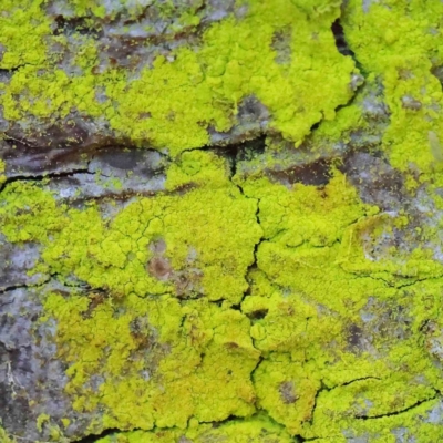 Chrysothrix sp. (genus) (A gold dust lichen) at City Renewal Authority Area - 8 Apr 2023 by ConBoekel