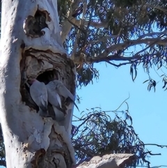 Eolophus roseicapilla at Red Hill, ACT - 7 Aug 2023