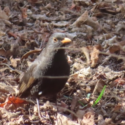 Turdus merula (Eurasian Blackbird) at Braidwood, NSW - 10 Aug 2023 by MatthewFrawley