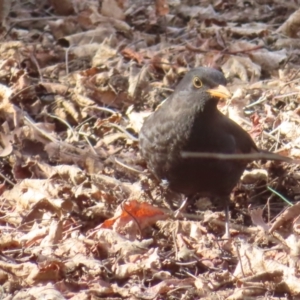 Turdus merula at Braidwood, NSW - 10 Aug 2023