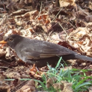 Turdus merula at Braidwood, NSW - 10 Aug 2023