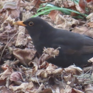 Turdus merula at Braidwood, NSW - 10 Aug 2023