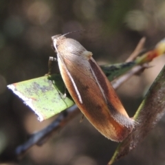 Ptyoptila matutinella (Wingia Group) at Conder, ACT - 26 Jan 2023 by MichaelBedingfield