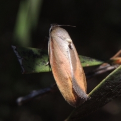 Ptyoptila matutinella at Conder, ACT - 26 Jan 2023 11:54 AM