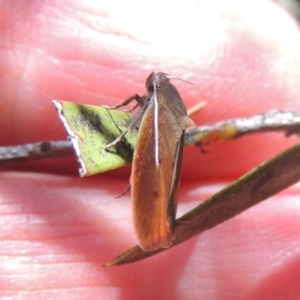 Ptyoptila matutinella at Conder, ACT - 26 Jan 2023 11:54 AM