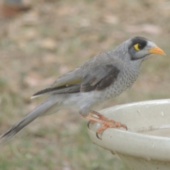 Manorina melanocephala (Noisy Miner) at Pollinator-friendly garden Conder - 26 Jan 2023 by michaelb