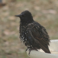 Sturnus vulgaris (Common Starling) at Conder, ACT - 26 Jan 2023 by MichaelBedingfield