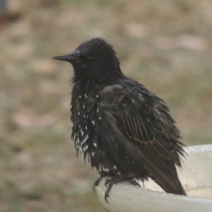 Sturnus vulgaris at Conder, ACT - 26 Jan 2023