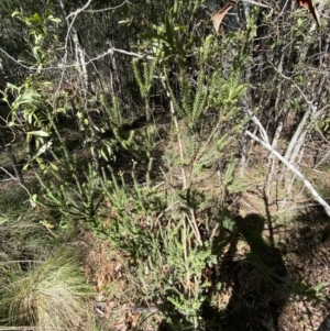 Epacris breviflora at Uriarra, NSW - 30 Jul 2023