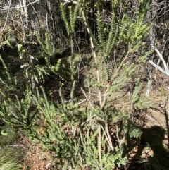 Epacris breviflora at Uriarra, NSW - 30 Jul 2023