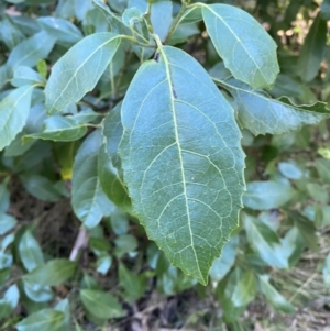 Hedycarya angustifolia at Cotter River, ACT - 30 Jul 2023