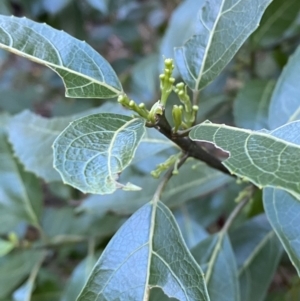 Hedycarya angustifolia at Cotter River, ACT - 30 Jul 2023