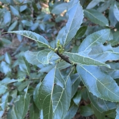 Hedycarya angustifolia at Cotter River, ACT - 30 Jul 2023