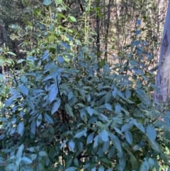 Hedycarya angustifolia at Cotter River, ACT - 30 Jul 2023