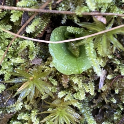 Corysanthes grumula (Stately helmet orchid) at Namadgi National Park - 30 Jul 2023 by Tapirlord