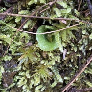 Corysanthes grumula at suppressed - 30 Jul 2023