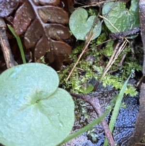 Corysanthes hispida at Cotter River, ACT - 30 Jul 2023