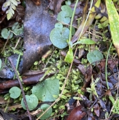 Corysanthes hispida at Cotter River, ACT - 30 Jul 2023