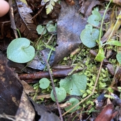 Corysanthes hispida at Cotter River, ACT - 30 Jul 2023