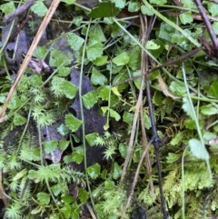 Asplenium flabellifolium (Necklace Fern) at Namadgi National Park - 30 Jul 2023 by Tapirlord