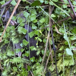 Asplenium flabellifolium at Cotter River, ACT - 30 Jul 2023