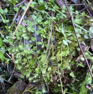 Asplenium flabellifolium at Cotter River, ACT - 30 Jul 2023