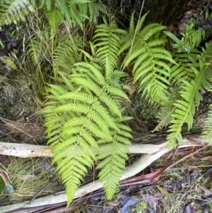 Dicksonia antarctica at Cotter River, ACT - 30 Jul 2023