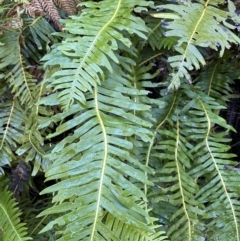 Blechnum nudum (Fishbone Water Fern) at Cotter River, ACT - 30 Jul 2023 by Tapirlord