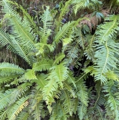 Blechnum nudum at Cotter River, ACT - 30 Jul 2023 11:50 AM