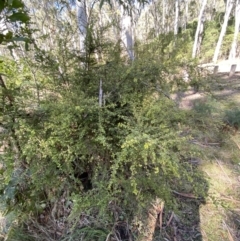 Coprosma quadrifida (Prickly Currant Bush, Native Currant) at Uriarra, NSW - 30 Jul 2023 by Tapirlord