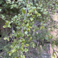 Coprosma quadrifida at Uriarra, NSW - 30 Jul 2023 11:19 AM