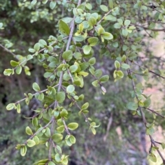 Coprosma quadrifida at Uriarra, NSW - 30 Jul 2023 11:19 AM