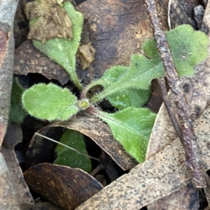 Lagenophora stipitata at Uriarra, NSW - 30 Jul 2023