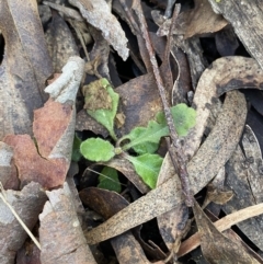 Lagenophora stipitata at Uriarra, NSW - 30 Jul 2023 11:18 AM