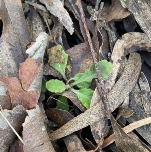 Lagenophora stipitata at Uriarra, NSW - 30 Jul 2023