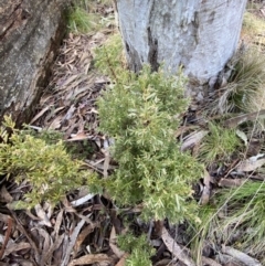 Acrothamnus hookeri (Mountain Beard Heath) at Brindabella National Park - 30 Jul 2023 by Tapirlord