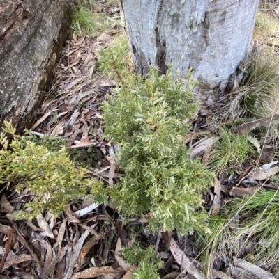 Acrothamnus hookeri (Mountain Beard Heath) at Uriarra, NSW - 30 Jul 2023 by Tapirlord