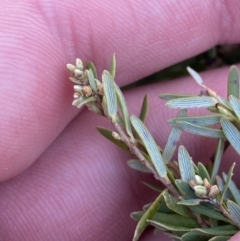 Acrothamnus hookeri at Uriarra, NSW - 30 Jul 2023