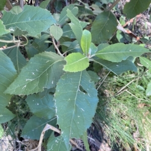 Olearia argophylla at Uriarra, NSW - 30 Jul 2023