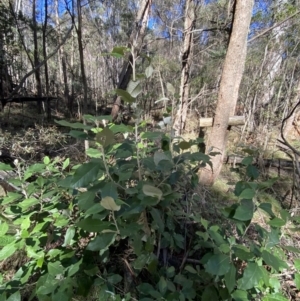 Olearia argophylla at Uriarra, NSW - 30 Jul 2023 11:10 AM