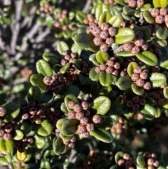 Phebalium squamulosum subsp. ozothamnoides (Alpine Phebalium, Scaly Phebalium) at Uriarra, NSW - 30 Jul 2023 by Tapirlord