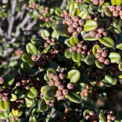 Phebalium squamulosum subsp. ozothamnoides (Alpine Phebalium, Scaly Phebalium) at Uriarra, NSW - 30 Jul 2023 by Tapirlord