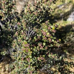 Phebalium squamulosum subsp. ozothamnoides at Uriarra, NSW - 30 Jul 2023 10:32 AM