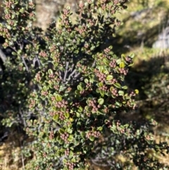 Phebalium squamulosum subsp. ozothamnoides at Uriarra, NSW - 30 Jul 2023