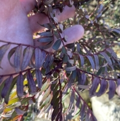 Polyscias sambucifolia subsp. Short leaflets (V.Stajsic 196) Vic. Herbarium at Uriarra, NSW - 30 Jul 2023